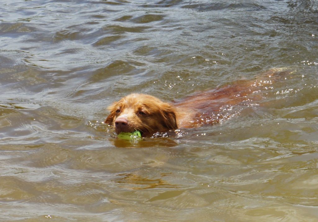 A True Water Dog!